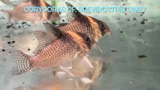 Corydoras cf brevirostris CW27 [upl. by Akciret]