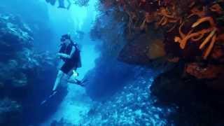 Best Scuba Diving in the World Cozumel Mexico Palancar Gardens Wall HD  1080p [upl. by Cecily]