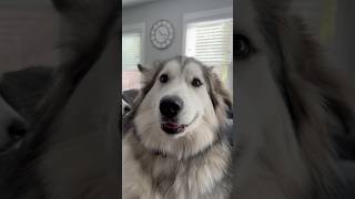 Howling Husky and Malamute shorts puppy malamute husky dog dogs subscribe [upl. by Herta]