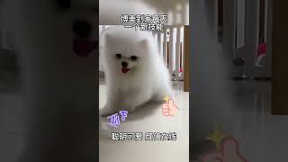 Super cute moments of teacup dogs  pomeranian puppies 5 [upl. by Salena]