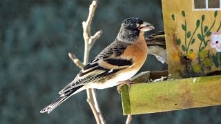 Keep  Brambling Fringilla montifringilla  Sneeuw  Veluwe  2015  Nederland [upl. by Anomor]