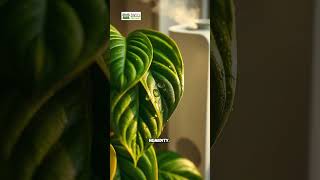 How to Grow Stunning Philodendrons Indoors 🌱  Twig Terrace [upl. by Inaffets395]