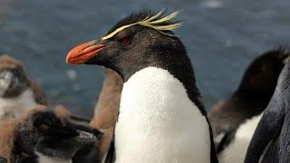 Falkland Islands  wildlife and heritage [upl. by Enilraep]