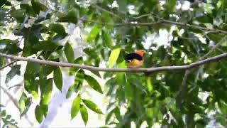 UIRAPURU LARANJA  CANTO SELVAGEM DO UIRAPURU CANTANDO NA NATUREZA  PÁSSAROS BRASILEIROS [upl. by Jit]