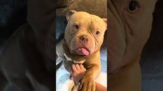 Snore or Purr 🤣😻 fypyoutube explore americanbully [upl. by Sophi]