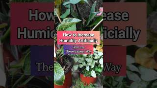 Easy Way to Increase Humidity Artificially  Gardening Tips shorts youtubeshorts ytshorts [upl. by Elleynad]