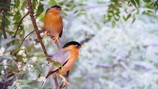 Brahminy starling appearing in pairs unique masterpiece contrasting with the pure light source [upl. by Bashuk230]