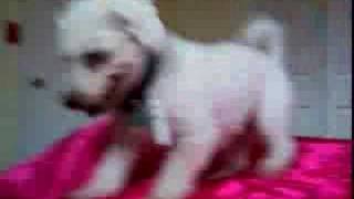 Pepe The Bichon Frise Doing The Bichon Blitz [upl. by Leirza]