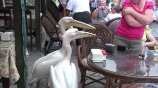 Woman attacked by Pelicans in Fethiye Turkey [upl. by Nerrol]