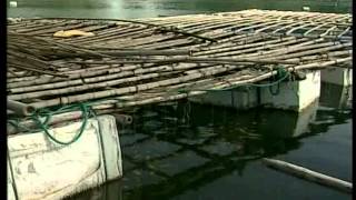 Pacific oyster culture in Vietnam  Source FSPS II [upl. by Atisusej333]