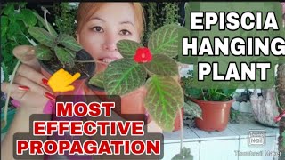 Episcia Hanging PlantMost Effective PropagationGee Channel [upl. by Ynad]