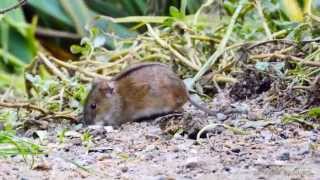 Striped Field Mouse Apodemus agrarius  Brandmaus [upl. by Adnilav485]