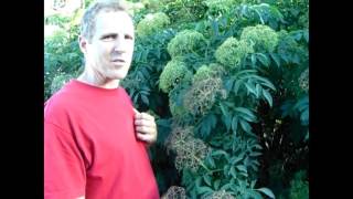 Elderberry  Should YOU Plant One [upl. by Noiro]