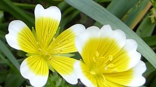 Poached Egg Plant  Limnanthes douglasii  Eggjablóm  Einæringar  Sumarblóm [upl. by Karia559]