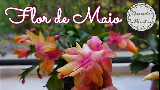 Flor de Maio Gosta de Sol ou Sombra Dicas que ninguém passa de cuidados dessa planta suculenta [upl. by Carlen]