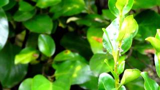 Canon Powershot SX30 IS HD test 720p [upl. by Lynnelle]