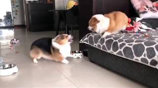 Corgis are Locked in Bitter Argument  But Who Will Win 😂 [upl. by Ebsen]