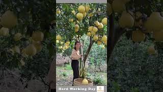 The Process Of Removing The Grapefruit From The Tree [upl. by Lalaj]