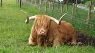 Hamish Scotland highland bull [upl. by Kulseth84]