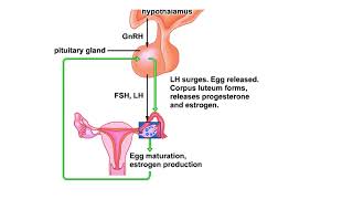 Hormones and the menstrual cycle Animation [upl. by Oalsecnew969]