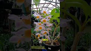 Dendrobium Amabile Whatsapp 47 984791939 [upl. by Cece]