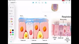 Histology  Glandular Epithelium بالعربية [upl. by Sualokcin683]