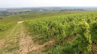 Discover The Red Wines of Burgundy [upl. by Yra]