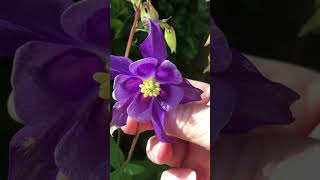 cottagegarden aquilegia [upl. by Brass791]