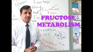 Fructose Metabolism  High Yield Review [upl. by Malha570]