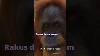 Fabricó su propia medicina y se curó La Asombrosa Historia del orangután Rakus buenasnoticias [upl. by Nayhr]