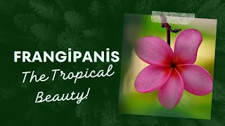 Frangipanis The Tropical Beauty [upl. by Rabelais]