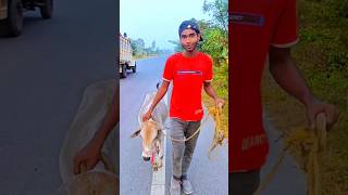 গরুকে নিয়ে সারাদিন ঘুরলাম  🐄  minivlog vlog [upl. by Perry]