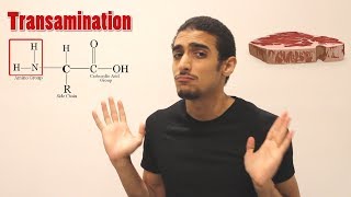 Overview on Amino acid metabolism شرح بالعربي لمصير الأمينو أسيد [upl. by Omik]