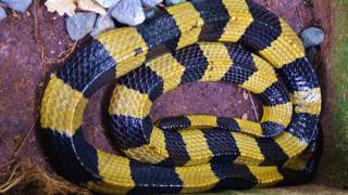 Banded Krait  Yellow  Black Deadly Snake 🇹🇭Thailand Living [upl. by Rennoc409]