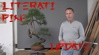 Literati Scots pine update [upl. by Airotnes]