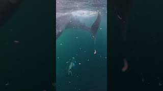 Snorkeling and swimming with the Whale Sharks Part 1 [upl. by Mikes]