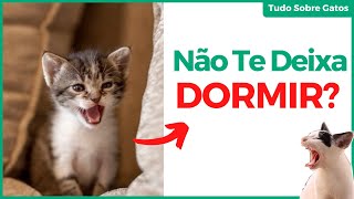 Como Fazer o Gato Parar de MIAR a Noite 3 Soluções  Como Fazer Miar Menos [upl. by Riesman]