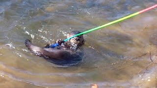 Playful African Clawless River Otter [upl. by Kenzie]