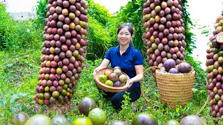 Harvesting Passion fruit amp Goes To Market Sell  Gardening And Cooking  Lý Tiểu Vân [upl. by Irved999]