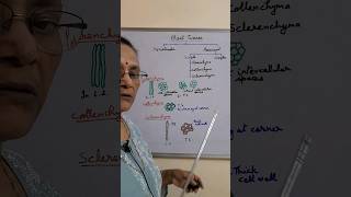 Plant Tissues Anatomy of flowering plants shorts ytshorts [upl. by Ledniahs]