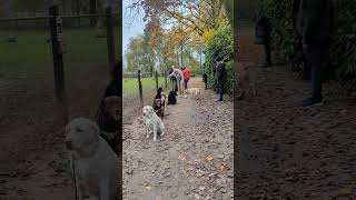 Hundeschule Wolf und Co am 16November 2024 [upl. by Enixam511]