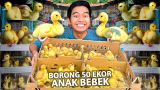 BORONG 50 EKOR BEBEK BARU MENETAS BUAT PELIHARA DI RUMAH [upl. by Acinnej765]