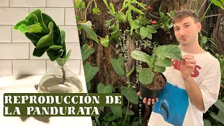 Tutorial para reproducir la pandurata o ficus lyrata [upl. by Reham240]