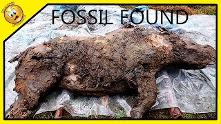 NEW WOOLLY RHINO FOSSIL FOUND [upl. by Korrie948]