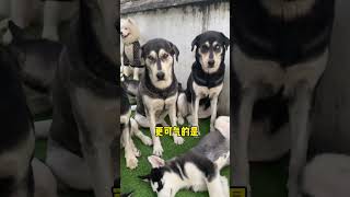 Can you give this dog some nicer names Erha Husky Cute Pet Debut Plan Labrador Dog Forced to Op [upl. by Ameg635]