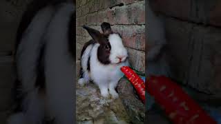 mashallah my new rabbit 🐇wowangura rabbit female 🐰youtubeshorts foryou shehrmaindihat [upl. by Demp]