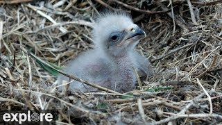 Two Harbors Bald Eagle Cam powered by EXPLOREorg [upl. by Lyndsey]