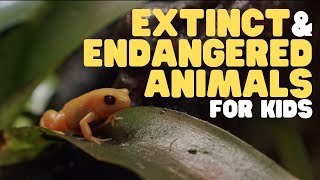 Extinct and Endangered Animals for Kids  What we can do to protect endangered species [upl. by Nomra]