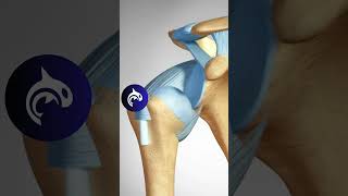 Shoulder Subluxation vs Shoulder Dislocation  Shohei Ohtani Shoulder Injury in 3D animation [upl. by Tai360]