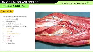 FOSSA CUBITAL medicina anatomia anatomy medico fisioterapia anatomiaclinica angiologia [upl. by Sisto]